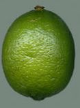 Limette (Link zu Wikipedia)